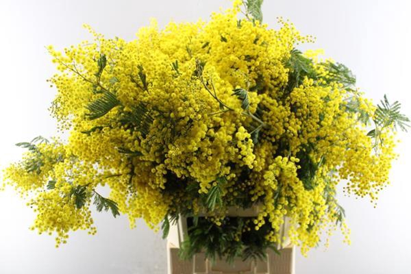<h4>Acacia (mimosa) L100/500g</h4>