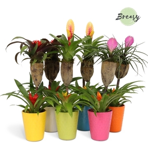 Bromelia Bonami op hout Florence