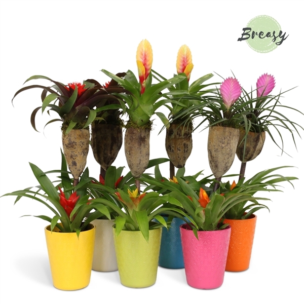 <h4>Bromelia Bonami op hout Florence</h4>