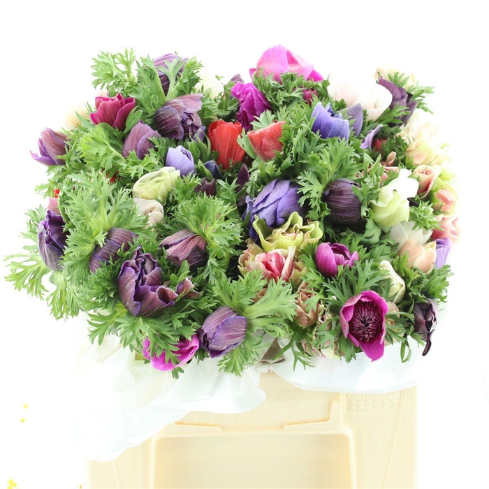 <h4>Anem Mistral Mix Super</h4>