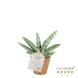 SANSEVIERIA BONCELLENSIS P9 BONCEL COCOZ