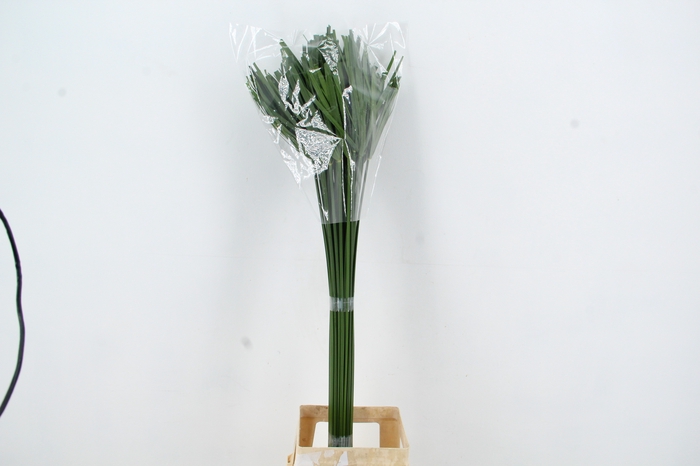 CYPERUS PAPYRUS