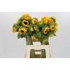Helianthus Orange Fire