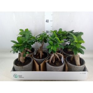 Ficus microcarpa 'Ginseng'