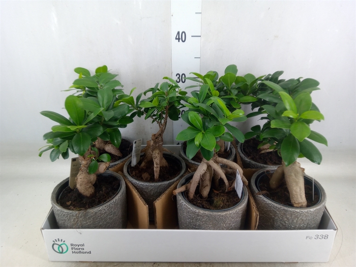 <h4>Ficus microcarpa 'Ginseng'</h4>