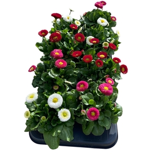 Bellis perennis 'Belladaisy'  ..mix