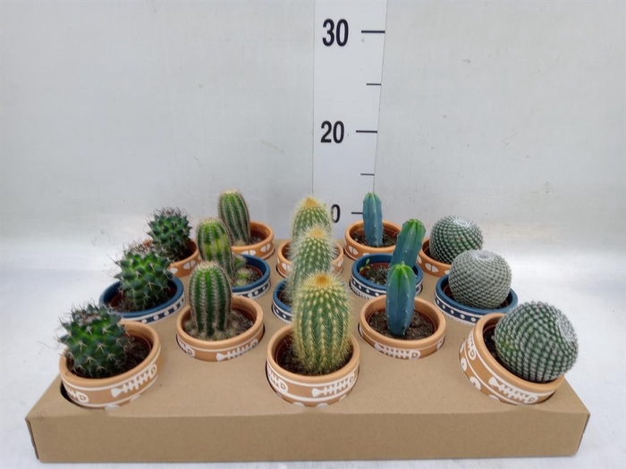 <h4>Cactus   ...</h4>