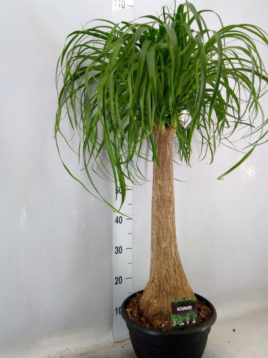 Beaucarnea recurvata