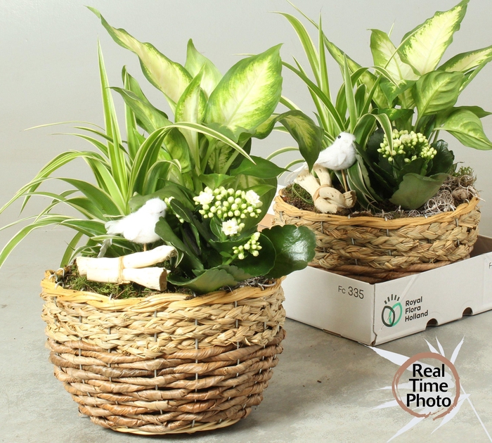 <h4>ARR KAMERPL</h4>