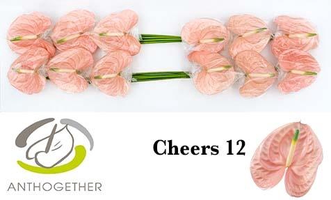 <h4>Anthurium Cheers</h4>