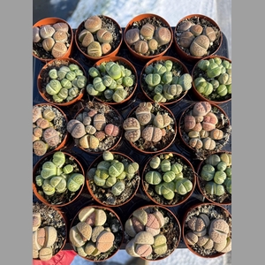 LITHOPS