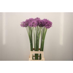 Allium Gladiator