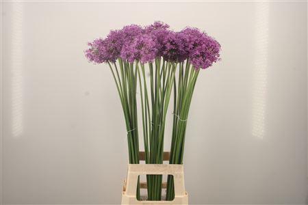 <h4>Allium Gladiator</h4>