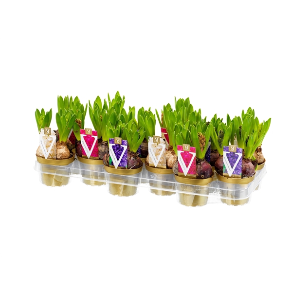 <h4>Hyacint mix 10cm</h4>