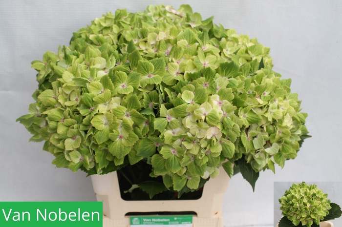 <h4>HYDR M MAG SUMMGR</h4>