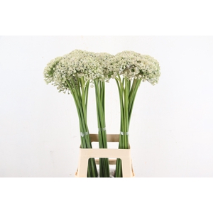 ALLIUM NIGRUM
