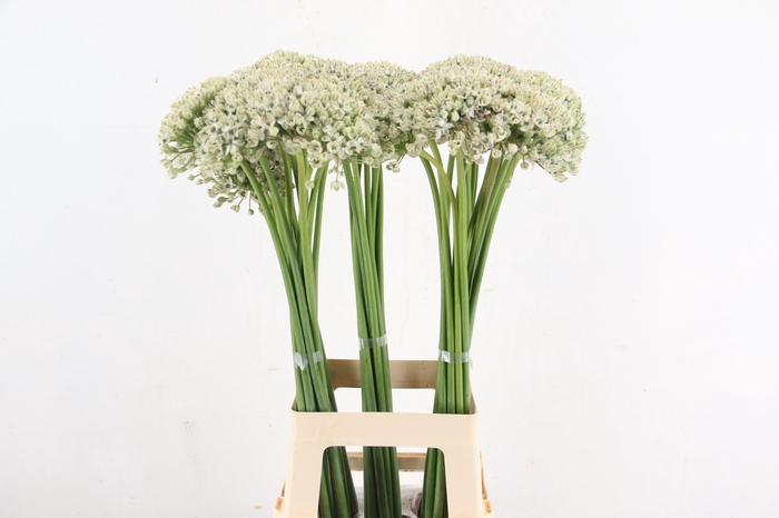 <h4>ALLIUM NIGRUM</h4>