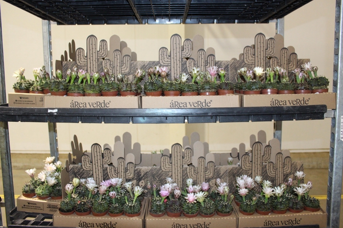 <h4>CACTUS GYMNOCALYCIUM MIHANOVICHII P06</h4>