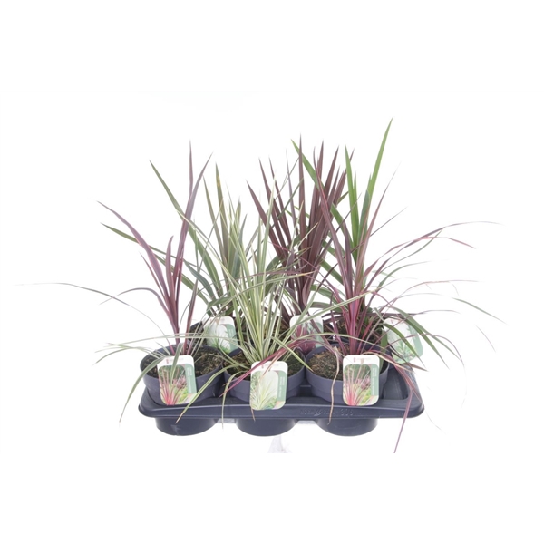 <h4>Cordyline mix</h4>