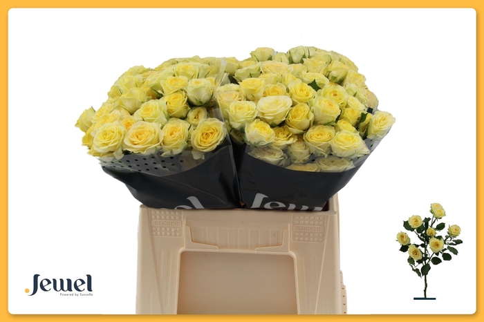 <h4>R TR WEDDING INVITE</h4>