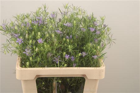 <h4>Nige Bucharica</h4>