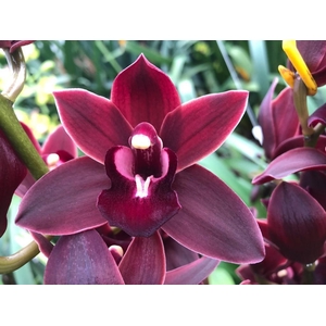 Cymb Mi Red Velvet Leekade X24 20% Extra Packed