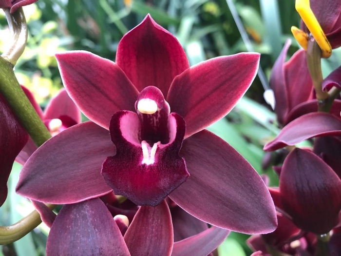 <h4>Cymb Mi Red Velvet Leekade X24 20% Extra Packed</h4>