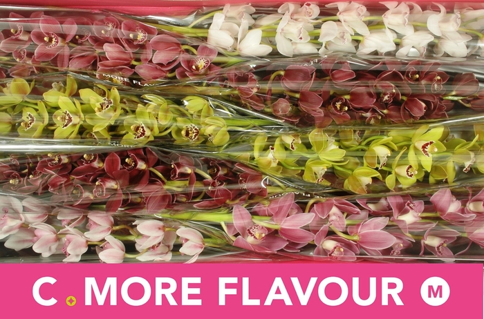 <h4>CYMB MI GEM</h4>