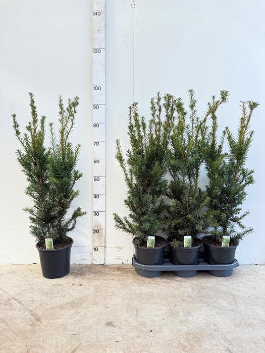 <h4>TAXUS M HICKSII</h4>