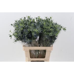 Eryng Blue Lagoon 60cm
