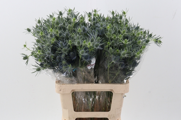 <h4>Eryng Blue Lagoon 60cm</h4>