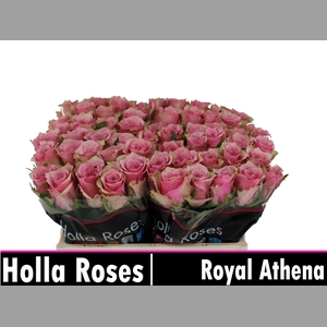 R GR ATHENA ROYALE