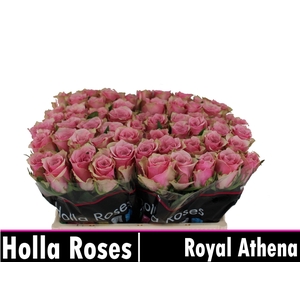R GR ATHENA ROYALE