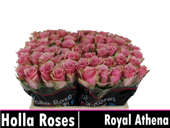 <h4>R GR ATHENA ROYALE</h4>