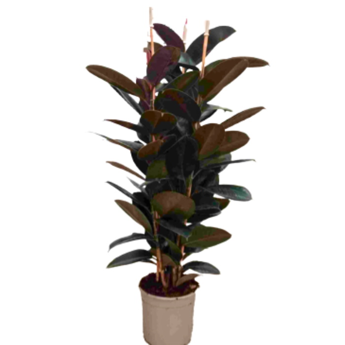 <h4>Ficus elastica 'Abidjan'</h4>