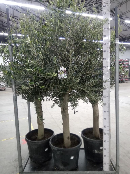 <h4>Olea europaea</h4>