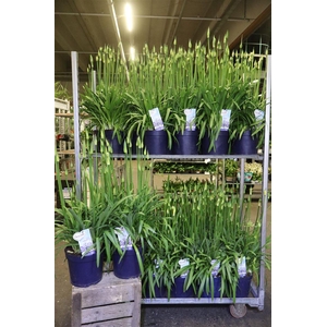arr8 Agapa Amourette Superb Blauw