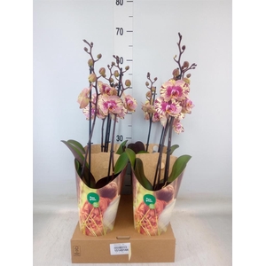 Phalaenopsis   ...lilac