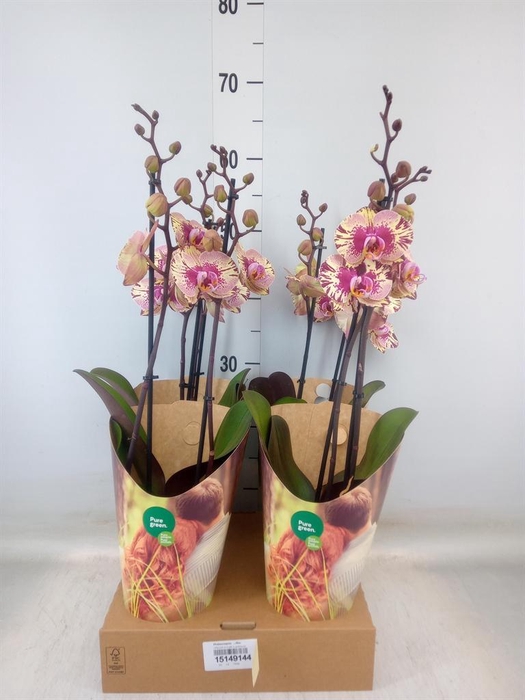 <h4>Phalaenopsis   ...lilac</h4>