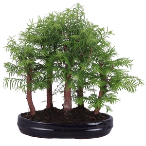 Outdoor Bonsai Metasequoia Forest in ø25cm oval pot