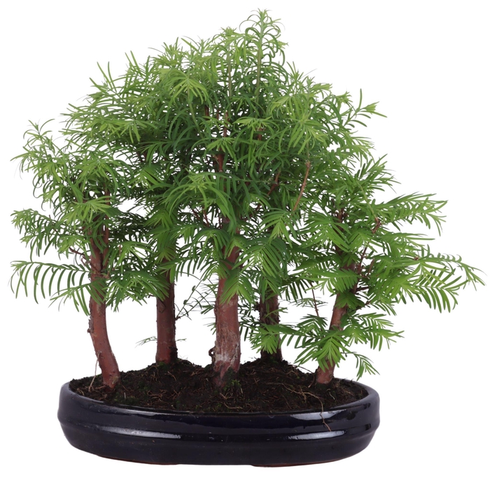 <h4>Outdoor Bonsai Metasequoia Forest in ø25cm oval pot</h4>