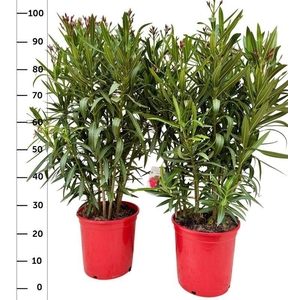 NERI OLEANDER