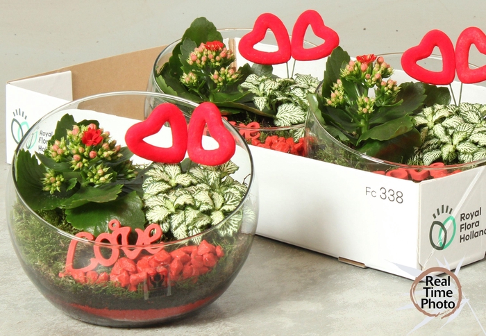 <h4>ARR KAMERPL</h4>