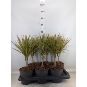 Dracaena marg. 'Bicolor'