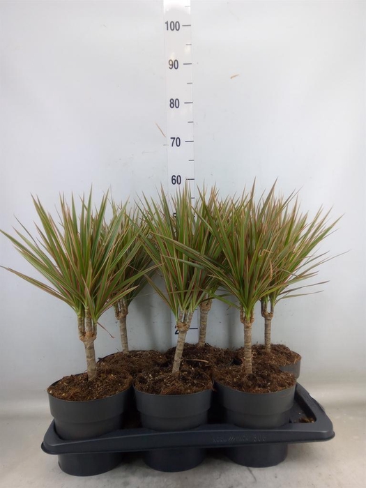 <h4>Dracaena marg. 'Bicolor'</h4>