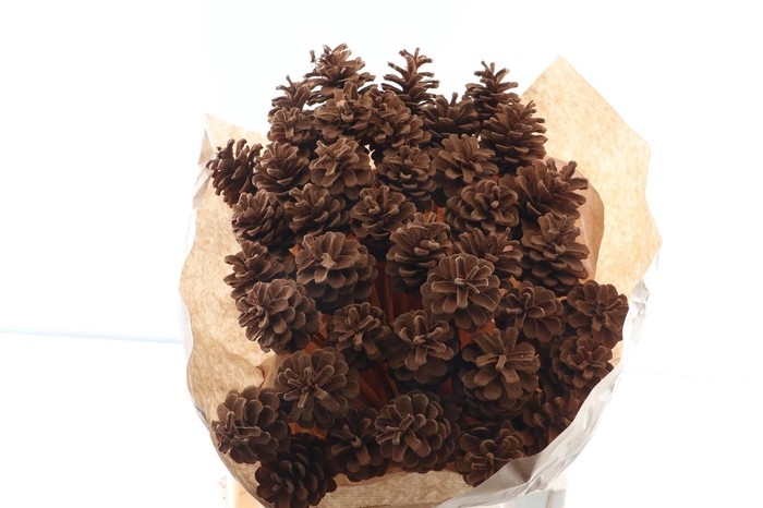 <h4>Pine Cone Cinnamon</h4>