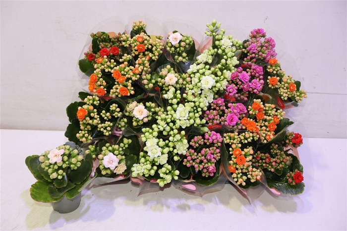 <h4>Kal Ge Gem 5 Kl</h4>