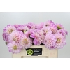 Dahlia Sweet Nathalie