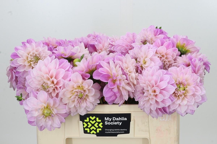 Dahlia Sweet Nathalie
