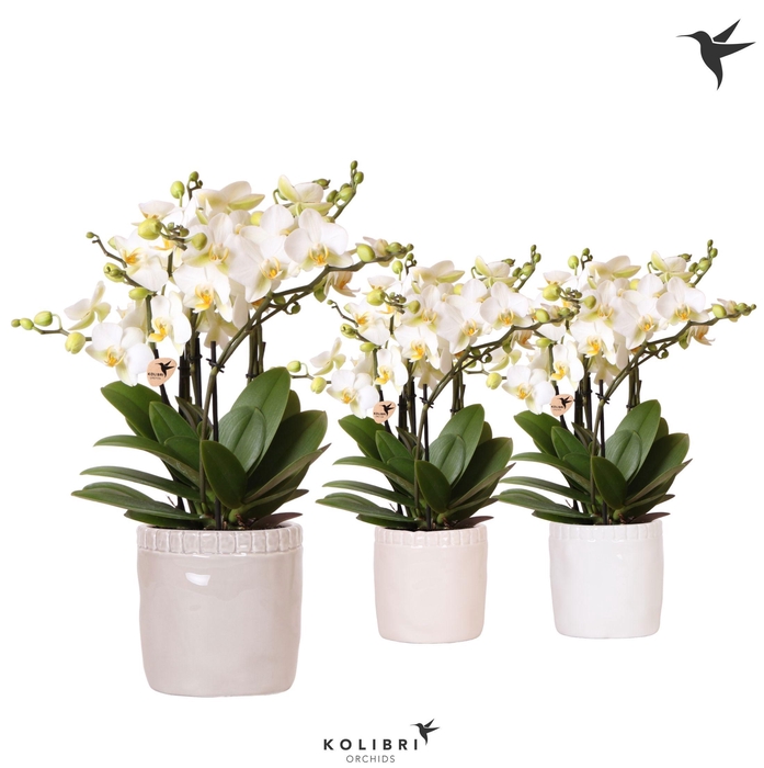 <h4>Kolibri Orchids Phalaenopsis Blossom Lausanne 6 spike in Stones pot mix</h4>